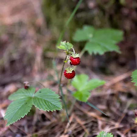 Caloroczne Koczalski Chillout Kaszuby