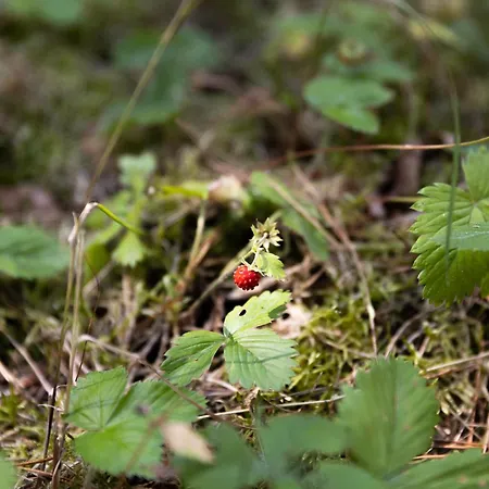 Caloroczne Koczalski Chillout Kaszuby Lodge Koczala