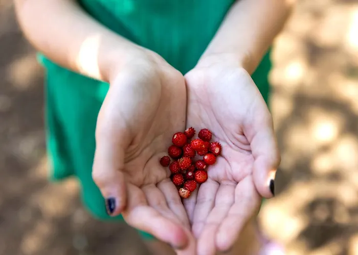 ロッジ Caloroczne Koczalski Chillout Kaszuby *