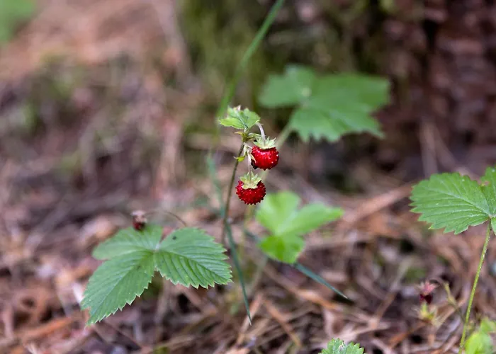 Caloroczne Koczalski Chillout Kaszuby