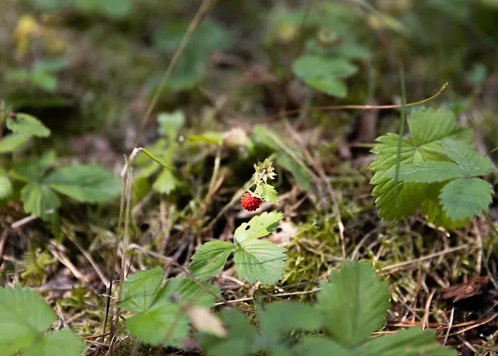 Caloroczne Koczalski Chillout Kaszuby ロッジ Koczala